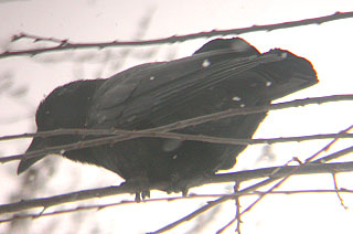 AMERICAN CROW