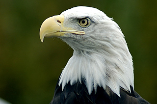 BALD EAGLE