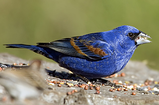 BLUE GROSBEAK