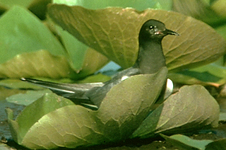 BLACK TERN