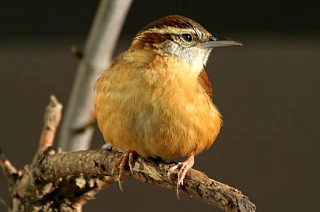 CAROLINA WREN