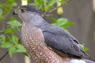 COOPER'S HAWK