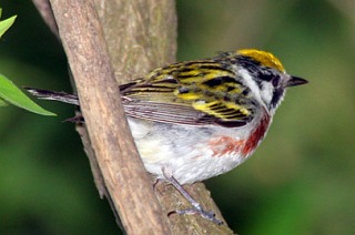 CHESTNUT-SIDED WARBLER