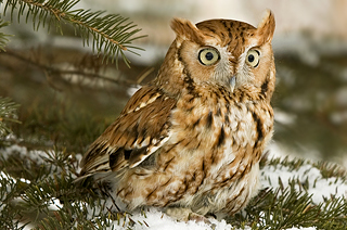 EASTERN SCREECH-OWL