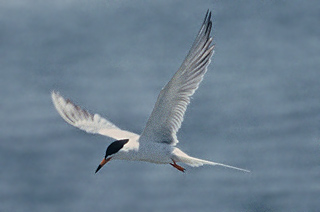 FORSTER'S TERN