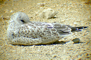HERRING GULL