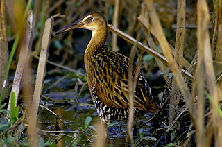 KING RAIL