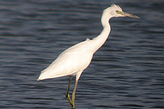 LITTLE BLUE HERON