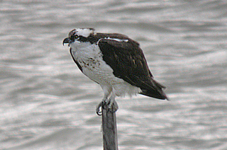 OSPREY