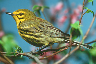 PRAIRIE WARBLER