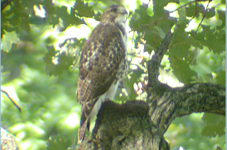 RED-SHOULDERED HAWK