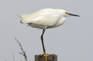 SNOWY EGRET