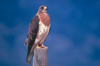 SWAINSON'S HAWK