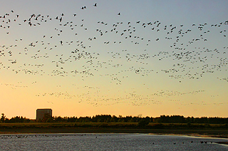 FermiLab - Migrating Birds