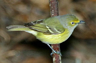 WHITE-EYED VIREO