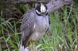 YELLOW-CROWNED NIGHT-HERON