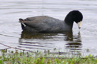 American Coot