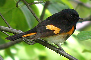 American Redstart