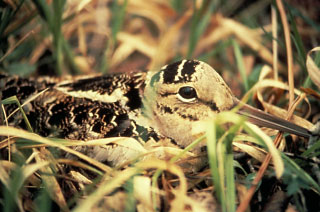 American Woodcock