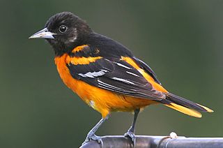 Baltimore Oriole