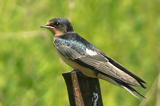 Barn Swallow