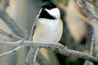 Black-capped Chickadee