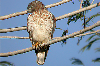 Broad-winged Hawk