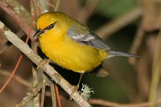 Blue-winged Warbler