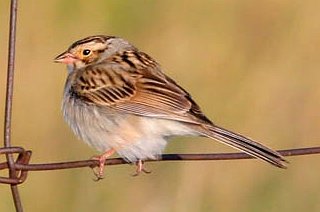 Clay-colored Sparrow