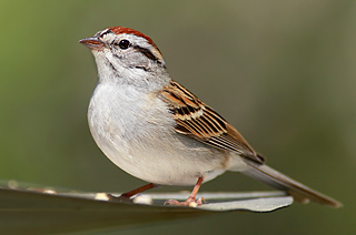 Chipping Sparrow