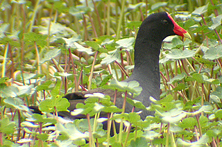 Common Gallinule