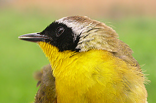 Common Yellowthroat