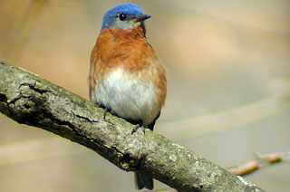 Eastern Bluebird