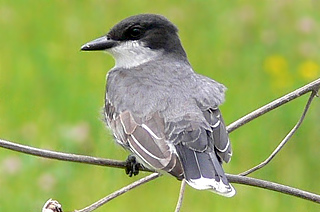 Eastern Kingbird