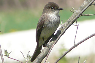 Eastern Phoebe