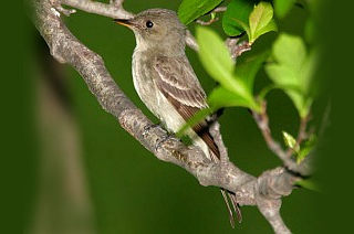 Eastern Wood-Pewee