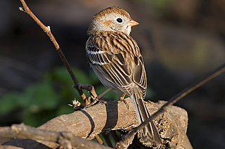 Field Sparrow