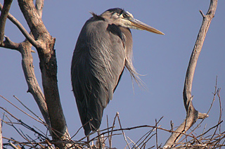 Great Blue Heron