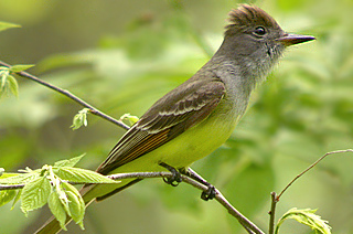 Great Crested Flycatcher