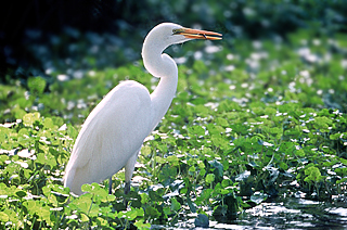 Great Egret
