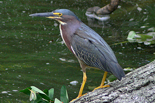 Green Heron