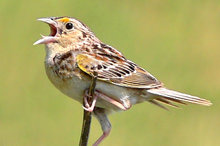 Grasshopper Sparrow