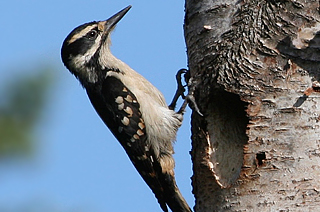 Hairy Woodpecker