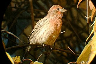 House Finch