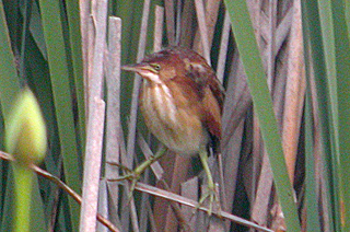 Least Bittern