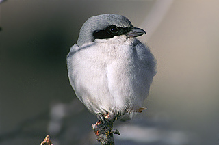 Loggerhead Shrike