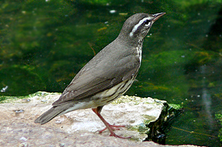 Louisiana Waterthrush