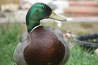 Mallard