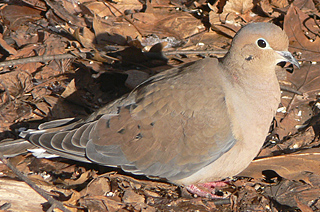 Mourning Dove