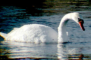 Mute Swan